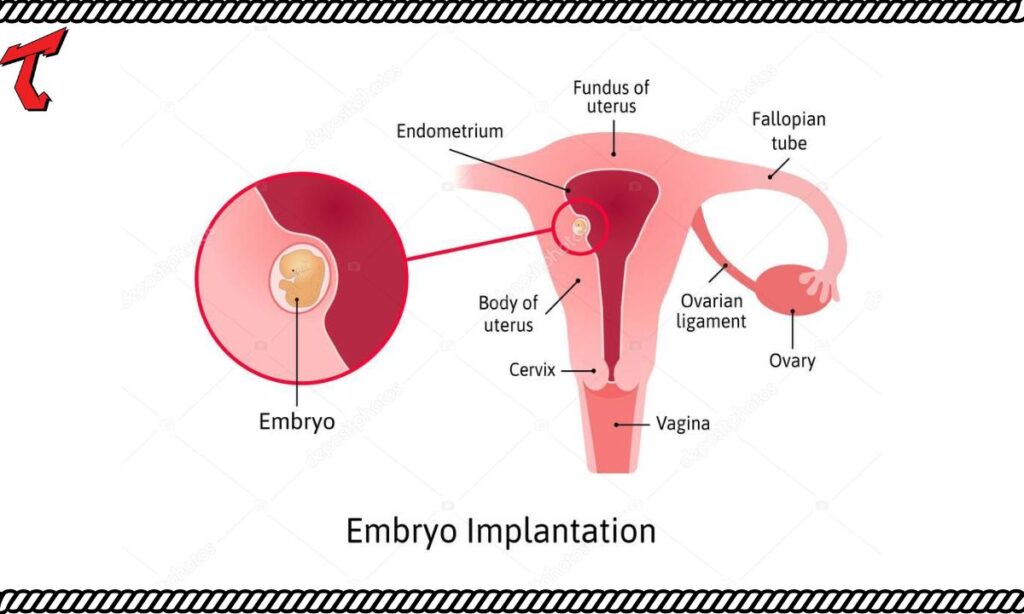 Challenges of Embedding and Reproductive Health