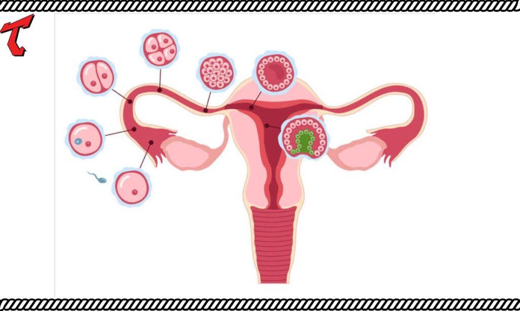 Embedding in the Context of In Vitro Fertilization (IVF)