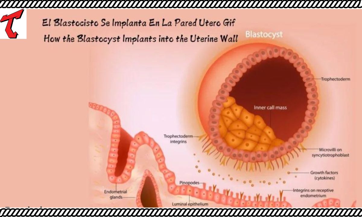 The Embedding el blastocisto se implanta en la pared utero gif